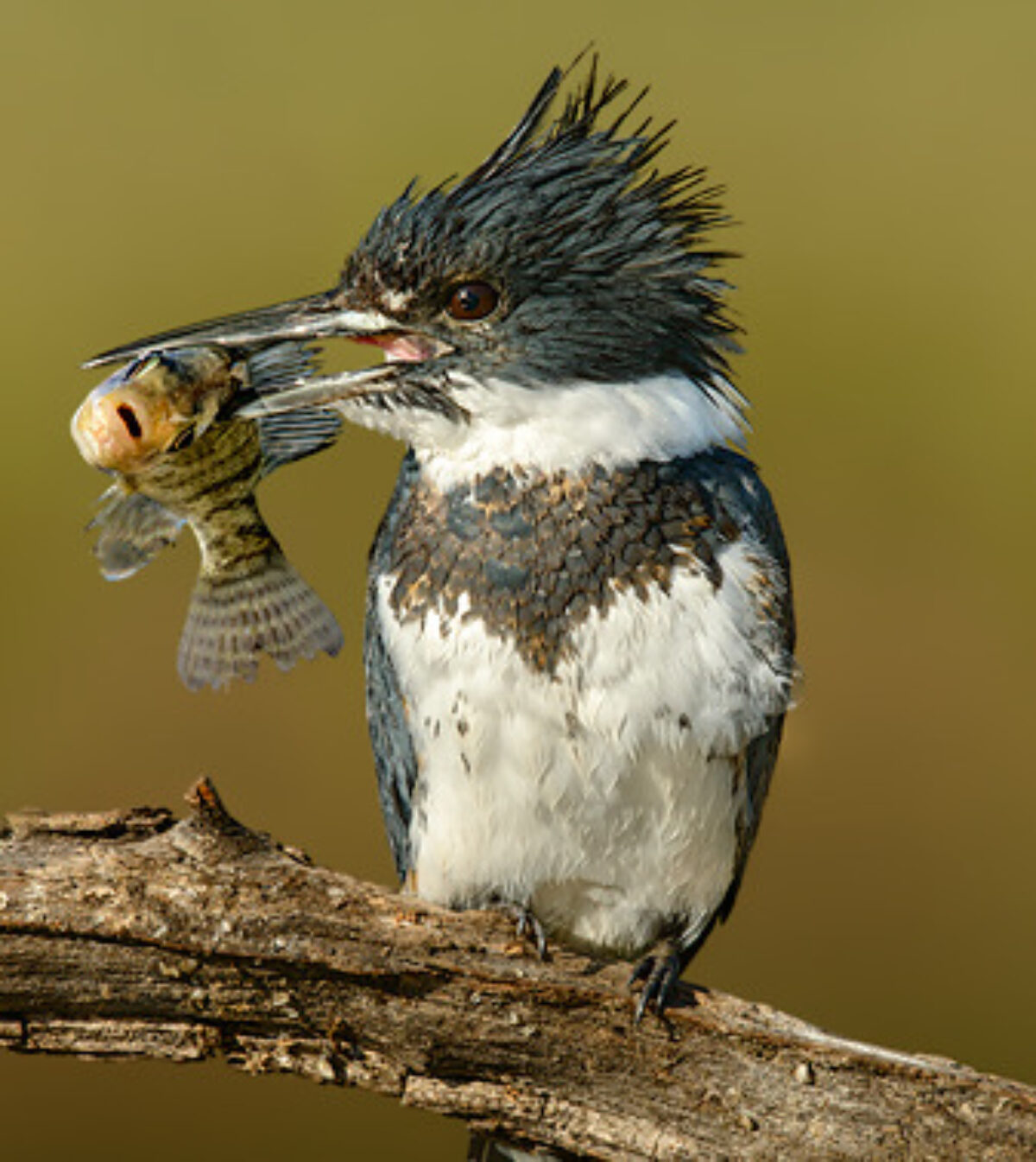 belted kingfisher nest